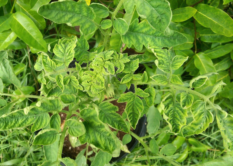 domates sarı yaprak kivirciklik virüsü ilacı