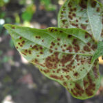 Uromyces appendiculatus