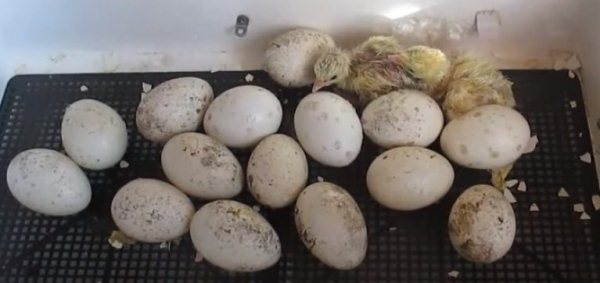 Kuluçkalık-Hindi-Yumurtası