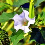 Datura stramonium