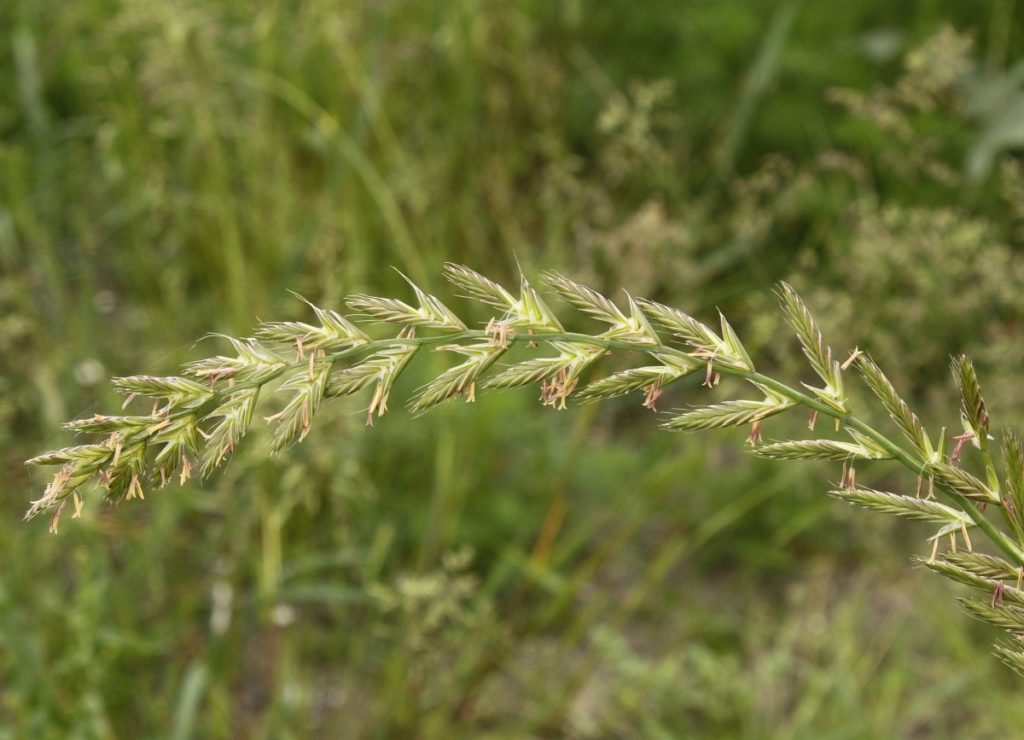 Lolium multiflorum