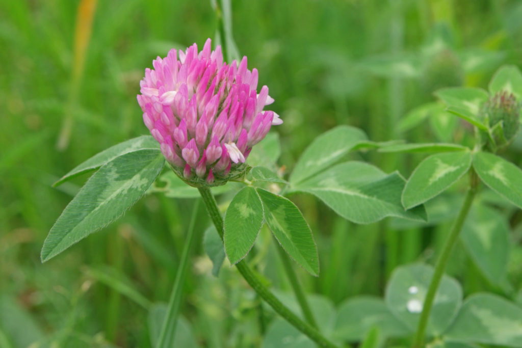 Trifolium pratense