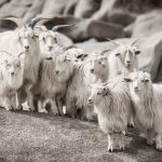 Cashmere
