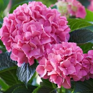 Ortanca (Hydrangea macrophylla)
