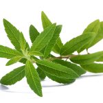 Limon Otu - Aloysia triphylla  (Lippia citriodora)