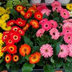 Gerbera jamesonii