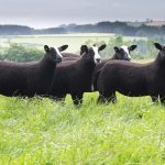 Zwartbles koyunu